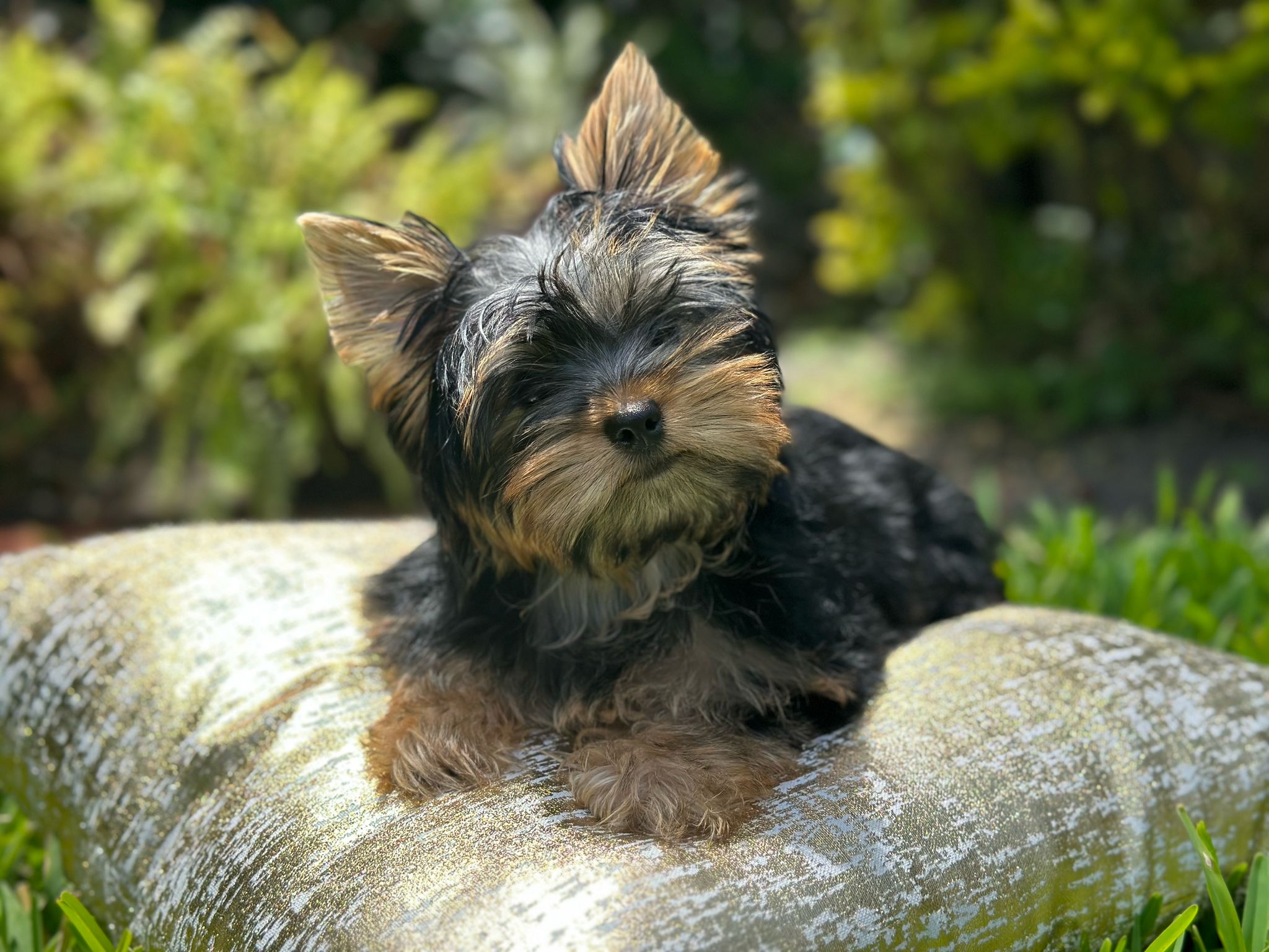 Yorkie