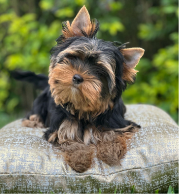 puppy